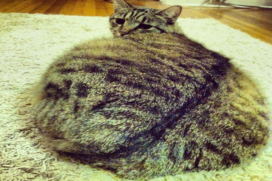 Basil the fat cat
