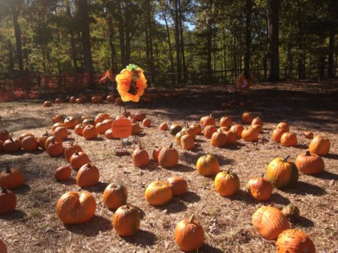 A Pumpkin-Picking Frenzy