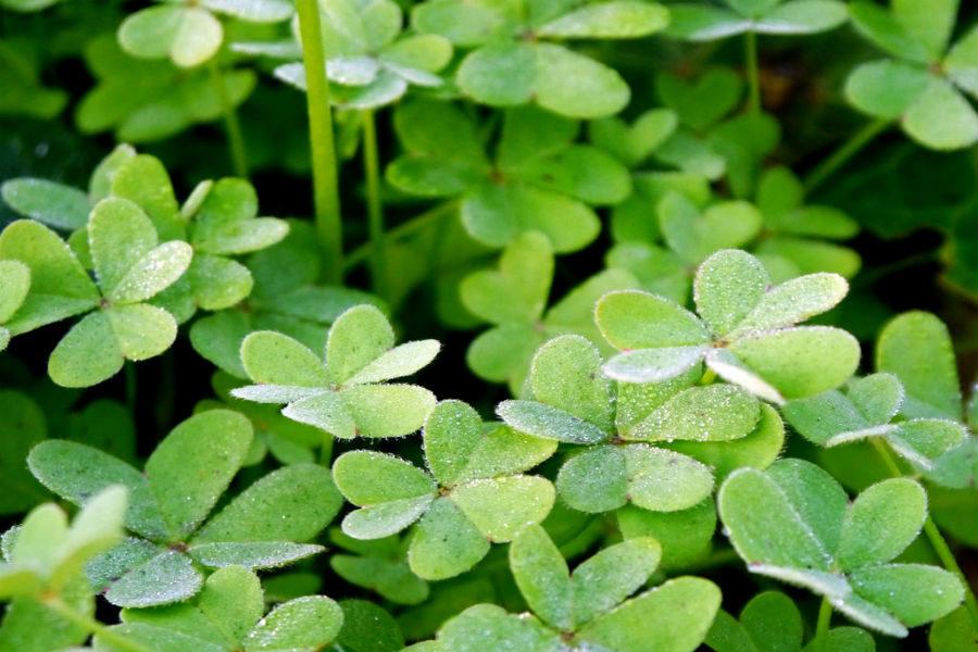 Clovers are one of the symbols for St. Patricks Day.