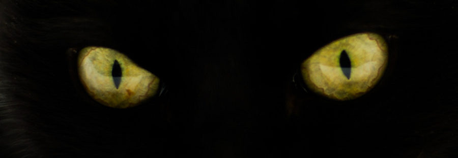 Mattt.org on Flickr captures an image of a cats green eyes.