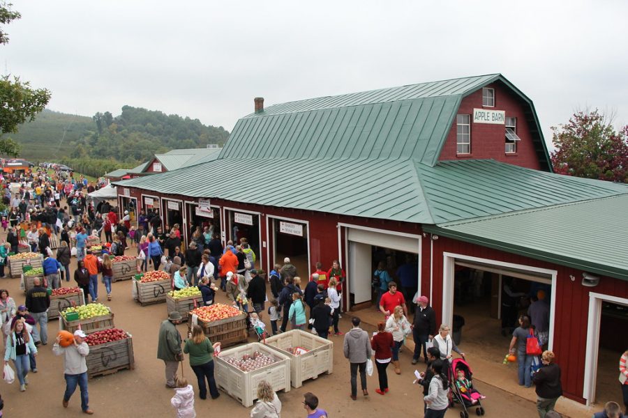 Individuals make their way up to Carter Mountain to experience the fall festivities.  