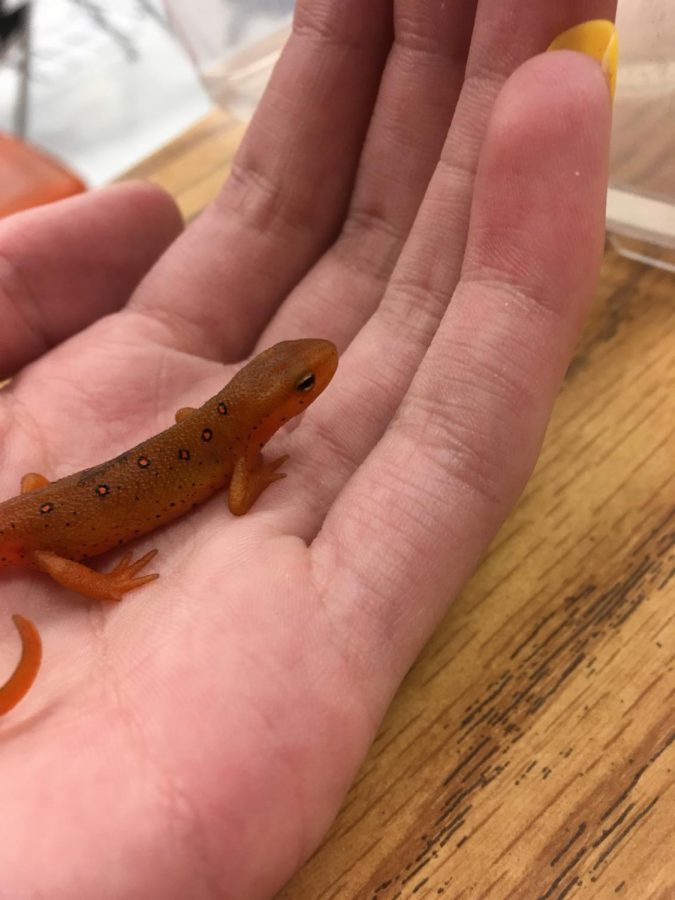 Students bond with Noodle every day during lunch, band class, and class change.