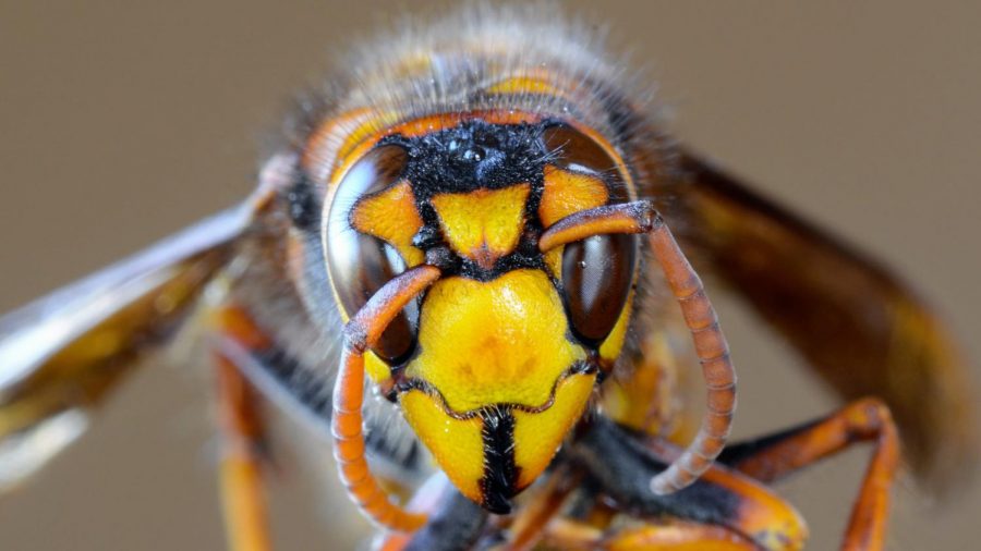 The Giant Asian Hornet, also known as the murder hornet, was discovered in Washington DC in October 2020.