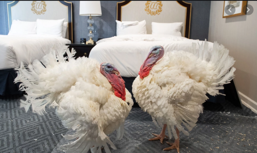 Corn and Cob celebrate their pardoning by relaxing in a luxurious hotel suite.