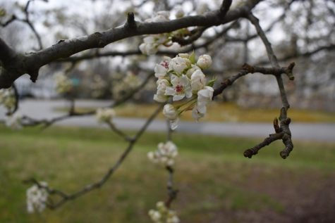 Virginia cherry blossoms bloom as spring break approaches.
