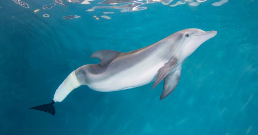 The+worlds+most+beloved+dolphin+acted+as+a+source+of+hope+and+optimism+for+many.+